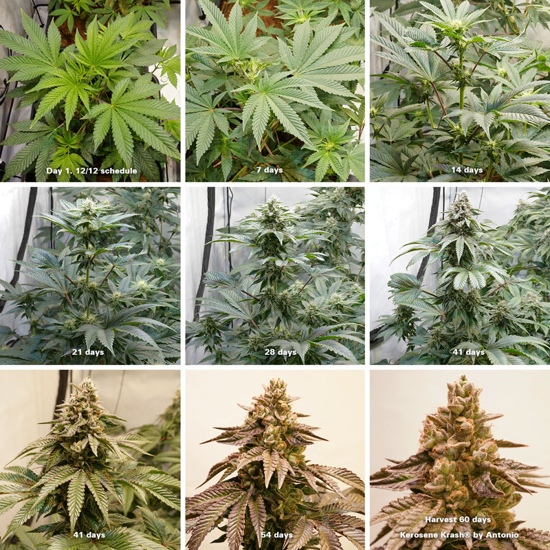 Feminized Autoflowering Seeds