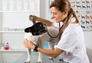 Important Things That Your Veterinarian Will Want You to Know If You Have a Pet