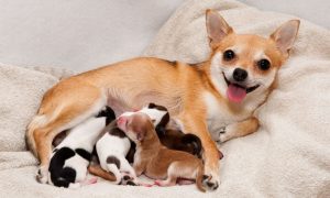 How Long Are Dogs Pregnant? | How Many Stages of Dog Gestation?