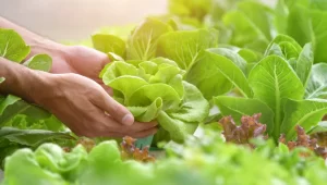 5 Sustainability Tips for Growers