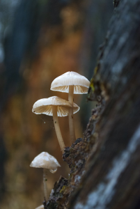 Role of Mushroom in Food Industry