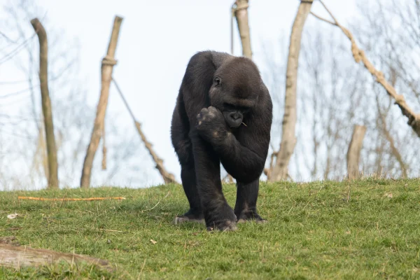 why do gorillas eat their poop